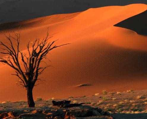 Dead camel thorn tree and dune, late afternoon, Sossusvlei, Namibia