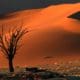 Dead camel thorn tree and dune, late afternoon, Sossusvlei, Namibia