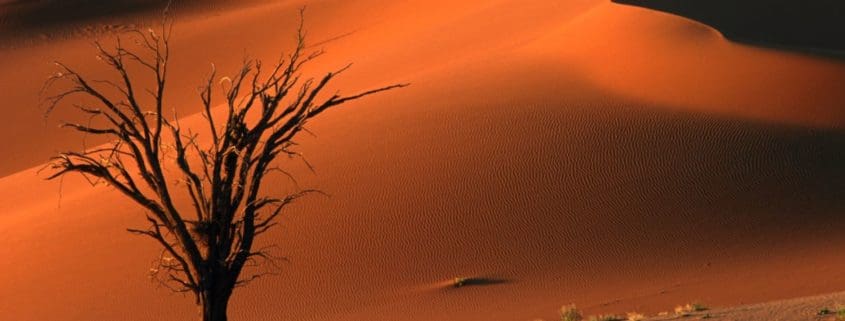 Dead camel thorn tree and dune, late afternoon, Sossusvlei, Namibia